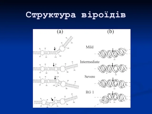 Структура віроїдів