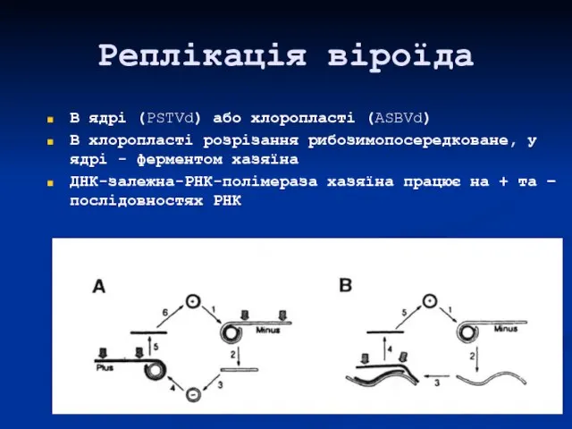 Реплікація віроїда В ядрі (PSTVd) або хлоропласті (ASBVd) В хлоропласті розрізання