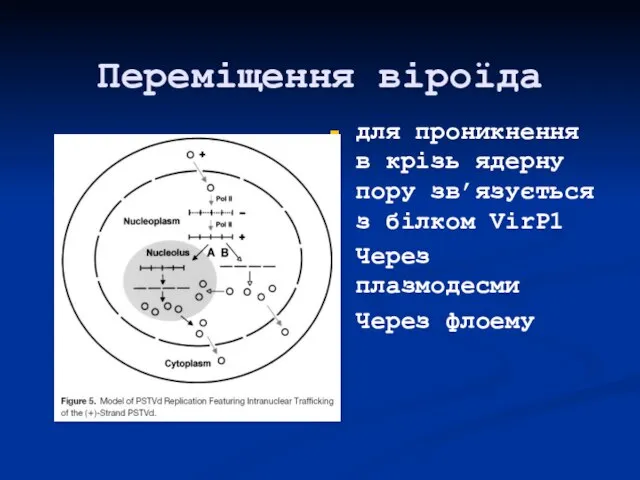 Переміщення віроїда для проникнення в крізь ядерну пору зв’язується з білком VirP1 Через плазмодесми Через флоему