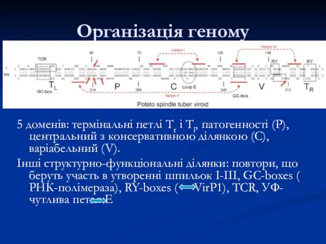 Організація геному 5 доменів: термінальні петлі Tr і Тl, патогенності (Р),