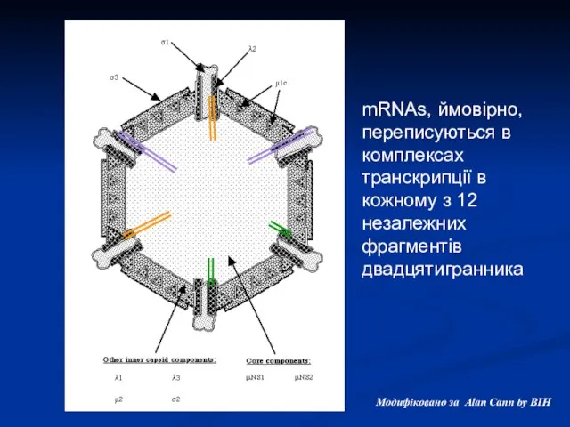 mRNAs, ймовірно, переписуються в комплексах транскрипції в кожному з 12 незалежних