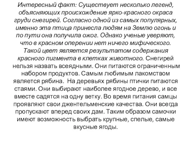 Интересный факт: Существует несколько легенд, объясняющих происхождение ярко-красного окраса груди снегирей.