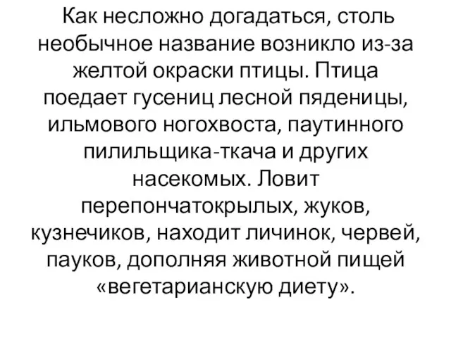 Как несложно догадаться, столь необычное название возникло из-за желтой окраски птицы.