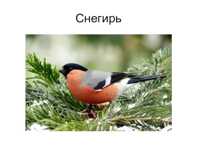 Снегирь