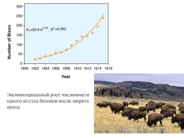 Экспоненциальный рост численности одного из стад бизонов после запрета охоты