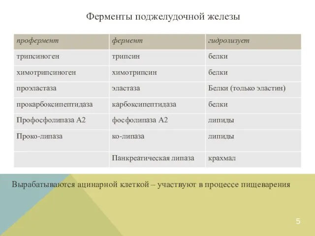 Ферменты поджелудочной железы Вырабатываются ацинарной клеткой – участвуют в процессе пищеварения