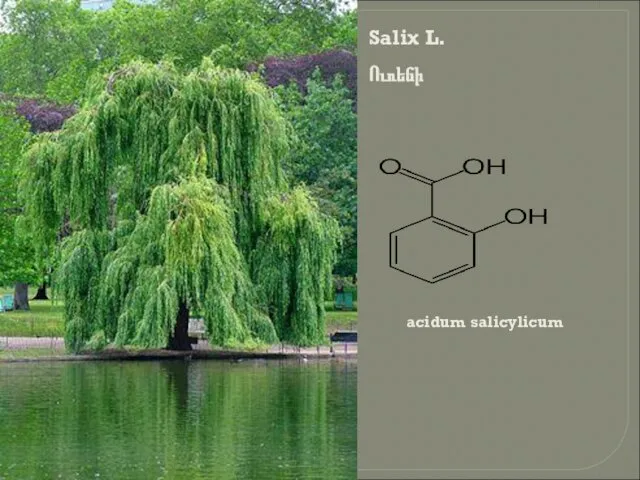 acidum salicylicum Salix L. Ուռենի