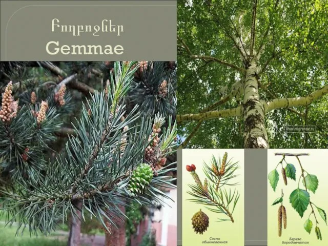 Բողբոջներ Gemmae