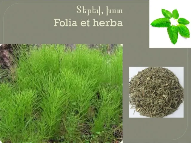 Տերեվ, խոտ Folia et herba