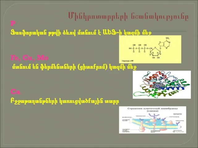 Մինկրոտարրերի նշանակությունը P Ֆոսֆորական թթվի ձևով մտնում է ԱԵՖ-ի կազմի մեջ