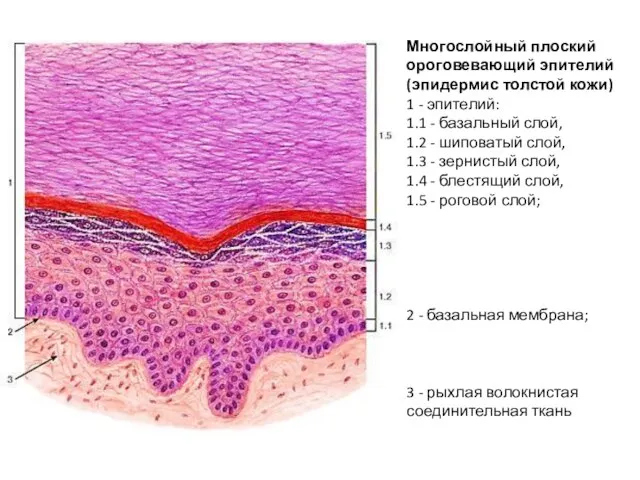 Многослойный плоский ороговевающий эпителий (эпидермис толстой кожи) 1 - эпителий: 1.1