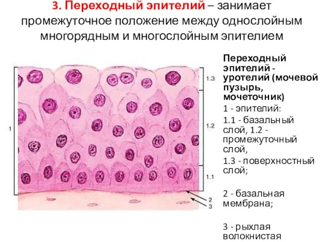 3. Переходный эпителий – занимает промежуточное положение между однослойным многорядным и