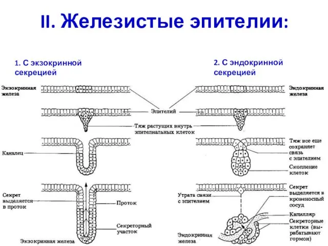 II. Железистые эпителии: 2. С эндокринной секрецией 1. С экзокринной секрецией