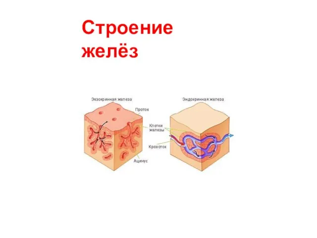 Строение желёз