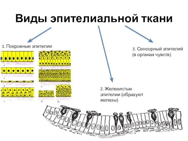 Виды эпителиальной ткани 1. Покровные эпителии 2. Железистые эпителии (образуют железы)