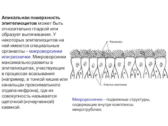 Апикальная поверхность эпителиоцитов может быть относительно гладкой или образует выпячивания. У