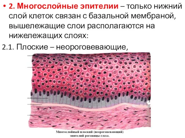 2. Многослойные эпителии – только нижний слой клеток связан с базальной