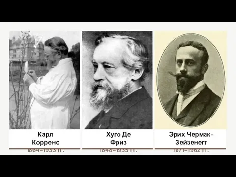 Карл Корренс 1864–1933 гг. Хуго Де Фриз 1848–1935 гг. Эрих Чермак-Зейзенегг 1871–1962 гг.