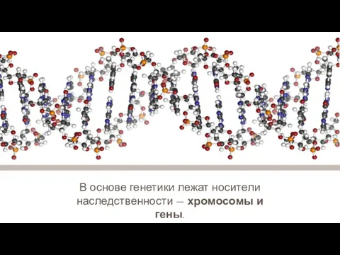 В основе генетики лежат носители наследственности — хромосомы и гены.