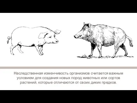 Наследственная изменчивость организмов считается важным условием для создания новых пород животных