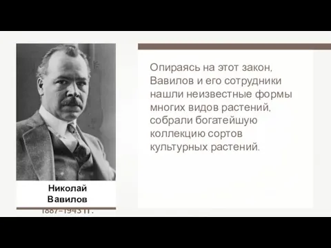 Николай Вавилов 1887–1943 гг. Опираясь на этот закон, Вавилов и его