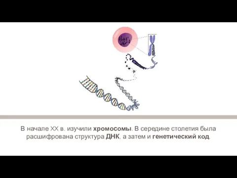 В начале XX в. изучили хромосомы. В середине столетия была расшифрована