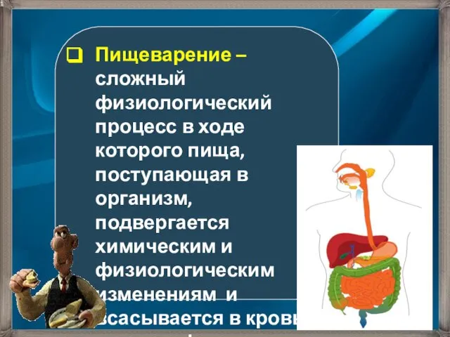 Пищеварение – сложный физиологический процесс в ходе которого пища, поступающая в