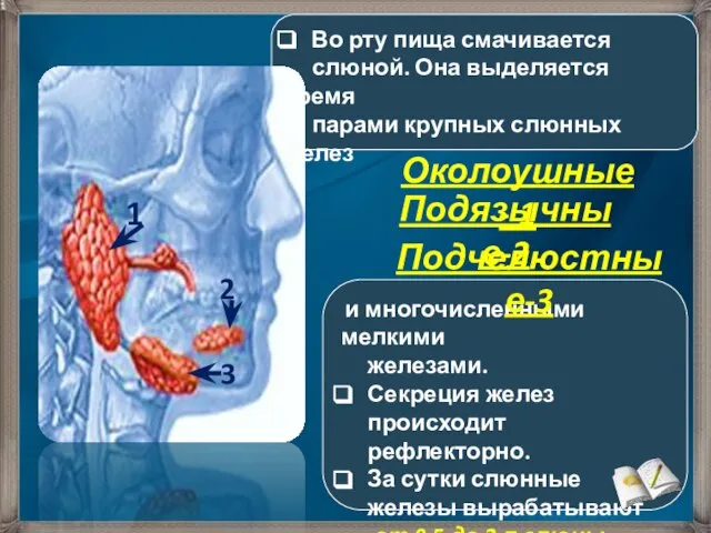 Во рту пища смачивается слюной. Она выделяется тремя парами крупных слюнных