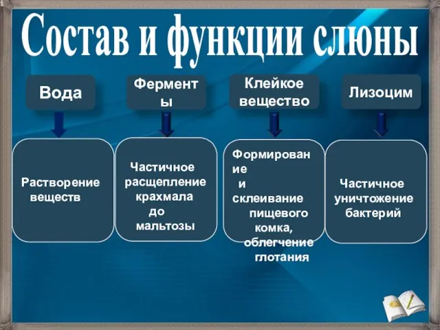 Состав и функции слюны Вода Ферменты Клейкое вещество Лизоцим Частичное расщепление