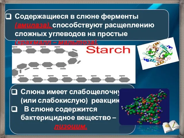 Содержащиеся в слюне ферменты (амилаза), способствуют расщеплению сложных углеводов на простые