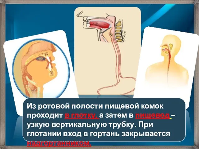 Из ротовой полости пищевой комок проходит в глотку, а затем в