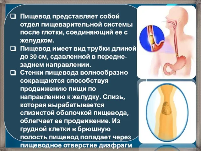 Пищевод представляет собой отдел пищеварительной системы после глотки, соединяющий ее с