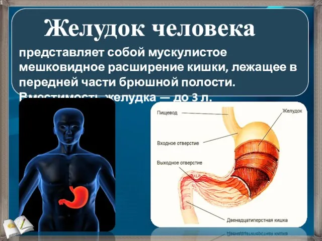 представляет собой мускулистое мешковидное расширение кишки, лежащее в передней части брюшной