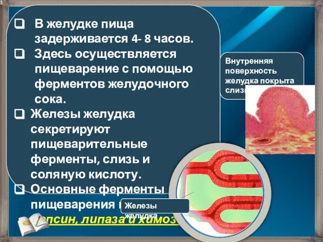 В желудке пища задерживается 4- 8 часов. Здесь осуществляется пищеварение с