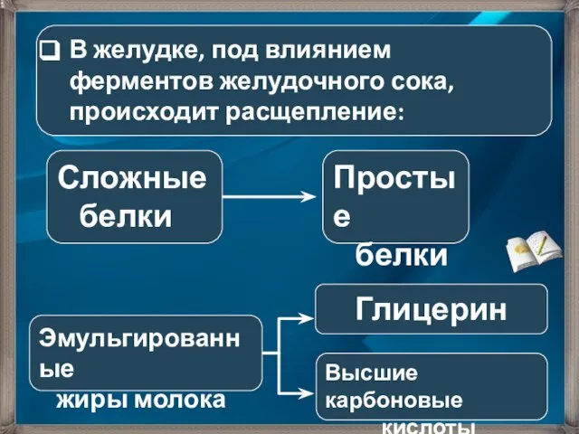 В желудке, под влиянием ферментов желудочного сока, происходит расщепление: Сложные белки