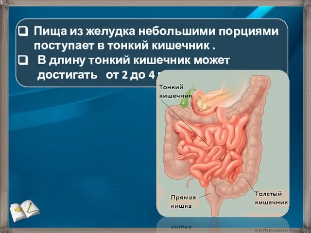 Пища из желудка небольшими порциями поступает в тонкий кишечник . В