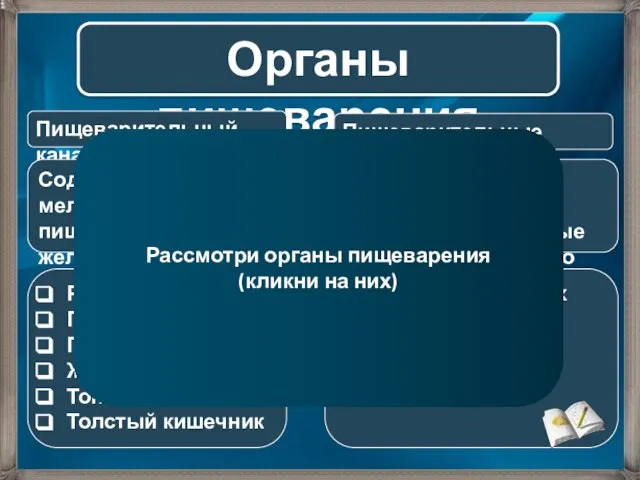 Органы пищеварения Пищеварительный канал Пищеварительные железы Содержит много мелких пищеварительных желез