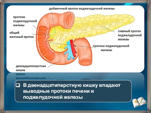 В двенадцатиперстную кишку впадают выводные протоки печени и поджелудочной железы