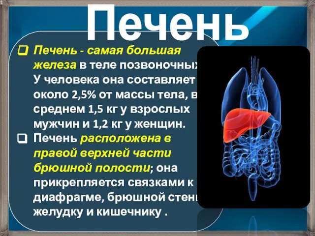 Печень - самая большая железа в теле позвоночных. У человека она