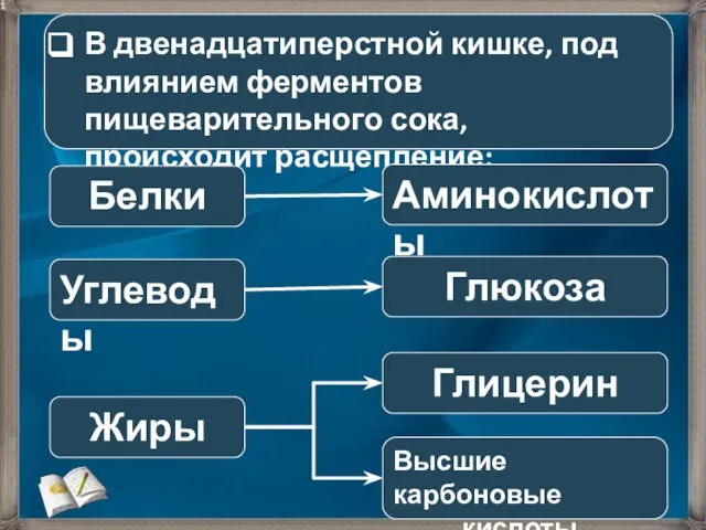 В двенадцатиперстной кишке, под влиянием ферментов пищеварительного сока, происходит расщепление: Белки