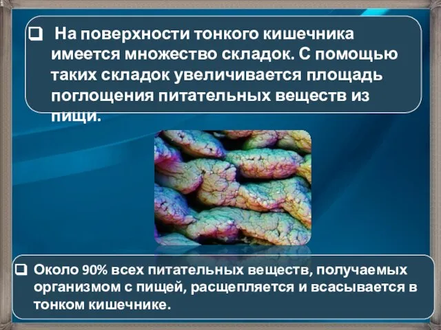 На поверхности тонкого кишечника имеется множество складок. С помощью таких складок