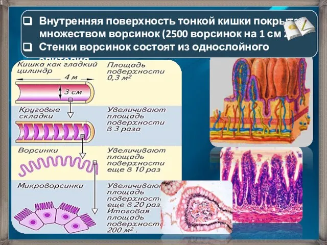 Внутренняя поверхность тонкой кишки покрыта множеством ворсинок (2500 ворсинок на 1