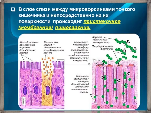 В слое слизи между микроворсинками тонкого кишечника и непосредственно на их поверхности происходит пристеночное (мембранное) пищеварение.