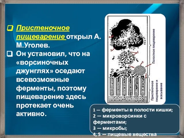 Пристеночное пищеварение открыл А.М.Уголев. Он установил, что на «ворсиночных джунглях» оседают