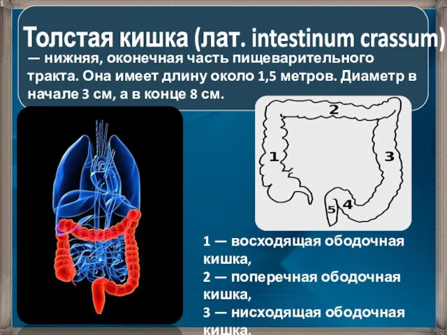 1 — восходящая ободочная кишка, 2 — поперечная ободочная кишка, 3