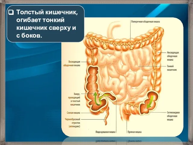 Толстый кишечник, огибает тонкий кишечник сверху и с боков.