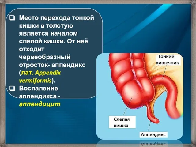 Место перехода тонкой кишки в толстую является началом слепой кишки. От