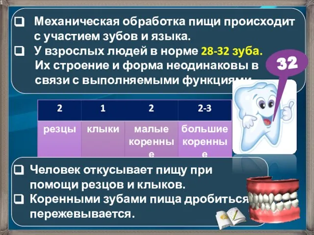 Механическая обработка пищи происходит с участием зубов и языка. У взрослых