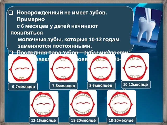 Новорожденный не имеет зубов. Примерно с 6 месяцев у детей начинают