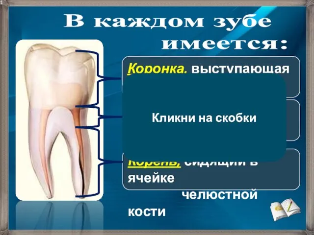 Корень, сидящий в ячейке челюстной кости Шейка, погруженная в десну Коронка,